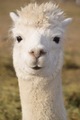 alpaca for sale