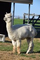 alpaca for sale