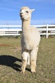 alpaca for sale