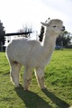 alpaca for sale