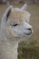 alpaca for sale