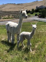 alpaca for sale