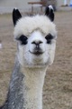 alpaca for sale