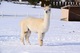 alpaca for sale