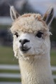 alpaca for sale