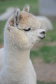 alpaca for sale