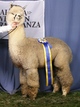 alpaca for sale