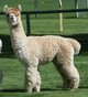 alpaca for sale