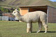 alpaca for sale