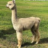 alpaca for sale