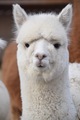alpaca for sale
