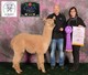 alpaca for sale