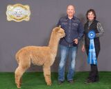 alpaca for sale