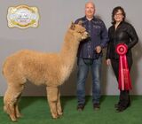 alpaca for sale
