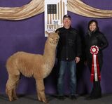 alpaca for sale