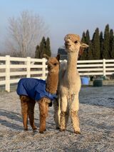 alpaca for sale