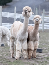 alpaca for sale
