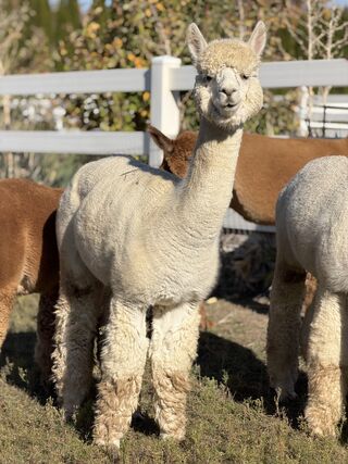 Photo of Badger Canyon's Orville by Pride