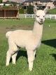 alpaca for sale