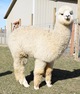alpaca for sale