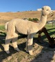 alpaca for sale
