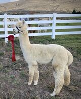 alpaca for sale