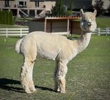alpaca for sale