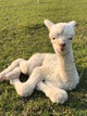 alpaca for sale