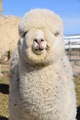 alpaca for sale