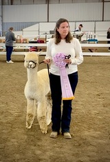 alpaca for sale