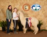 alpaca for sale