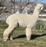 alpaca for sale
