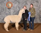 alpaca for sale