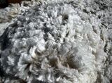 alpaca for sale