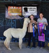 alpaca for sale