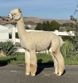 alpaca for sale