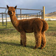 alpaca for sale