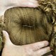 alpaca for sale