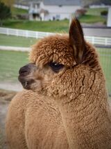 alpaca for sale