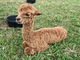 alpaca for sale