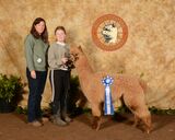 alpaca for sale