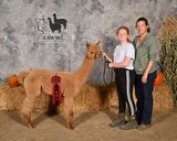alpaca for sale