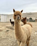 alpaca for sale