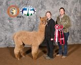 alpaca for sale