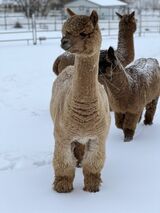 alpaca for sale