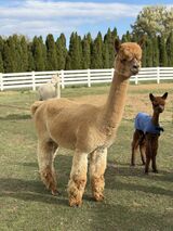 alpaca for sale