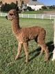 alpaca for sale