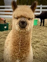 alpaca for sale