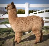 alpaca for sale