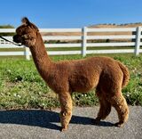 alpaca for sale